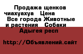 Продажа щенков чиахуахуа › Цена ­ 12 000 - Все города Животные и растения » Собаки   . Адыгея респ.